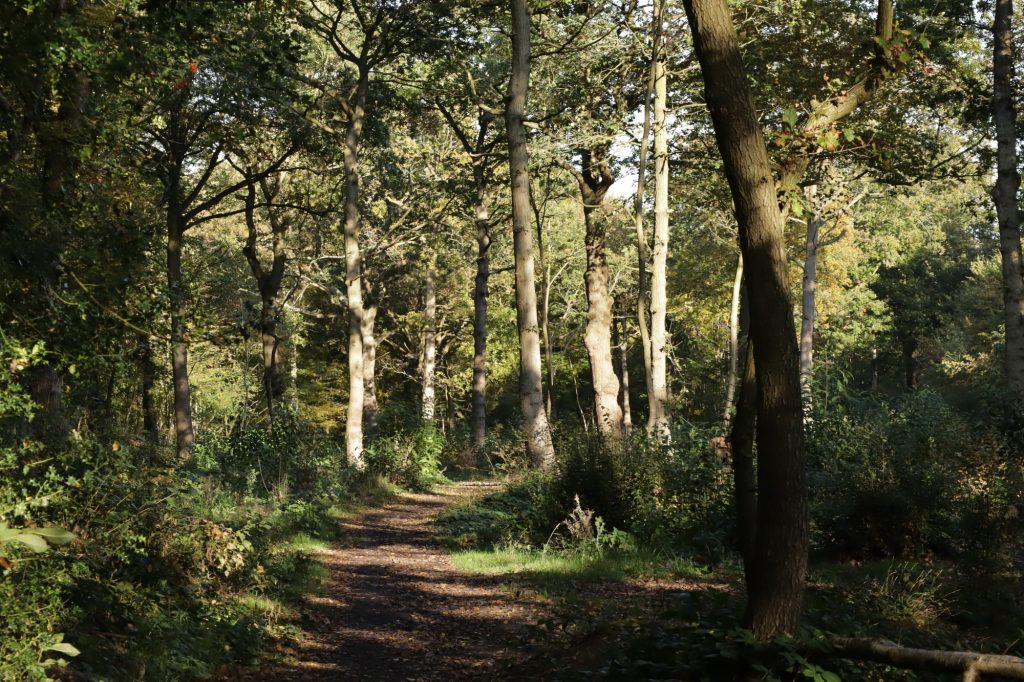 Woods or Outside